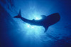 Hawaii, Whale Shark Backlit By Sunburst (Rhincodon Typus) Silhouette PosterPrint - Item # VARDPI2003434