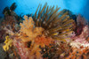 Colorful crinoids and soft corals adorn a reef in Raja Ampat, West Papua, Indonesia Poster Print - Item # VARPSTSJN400511U