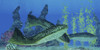 Drepanaspis gemuendenensis is an extinct primitive jawless fish from the Devonian Period Poster Print - Item # VARPSTCFR200243P