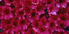 Red Azalea flowers, Sacramento, California, USA Poster Print - Item # VARPPI31545