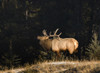 Elk In Forest, Banff National Park, Alberta, Canada PosterPrint - Item # VARDPI1830270