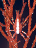 Bright red crab on fan coral, Kimbe Bay, Papua New Guinea Poster Print - Item # VARPSTSJN400066U