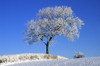 Tree In Winter, Co Down, Ireland PosterPrint - Item # VARDPI1797991