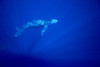 Hawaii, Humpback Whale (Megaptera Novaeangliae) Calf Underwater With Sunlight Reflections, Blue Background PosterPrint - Item # VARDPI2002043