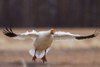 Snow Goose Landing During Spring In The Matanuska Valley, Southcentral Alaska PosterPrint - Item # VARDPI2094078