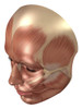 Anatomy of human face muscles Poster Print - Item # VARPSTSTK700153H