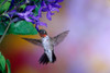 Male Ruby-throated Hummingbird on Black and Blue Salvia plant, Illinois, USA Poster Print - Item # VARPPI169090