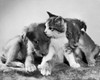 Front view of two puppies with a kitten Poster Print - Item # VARSAL25517788