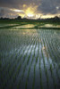 Rice Fields Near Ubud; Bali, Indonesia PosterPrint - Item # VARDPI2079992