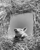 Low angle view of a pig looking through a window Poster Print - Item # VARSAL2554087