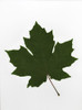 Green Maple Leaf PosterPrint