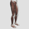 Male muscle anatomy of the human legs, anterior view Poster Print - Item # VARPSTSTK700522H