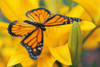Monarch Butterfly On Flower PosterPrint - Item # VARDPI11173