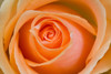 Orange Rose PosterPrint - Item # VARDPI1830345