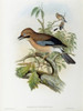 Formosan Jay  John Gould Poster Print - Item # VARSAL900139690