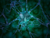 Microscopic view of multiple nerve cells, which are also called neurons. These are responsible for passing information around the central nervous system within the human body. Poster Print - Item # VARPSTSTK700122H