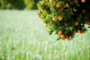 Oranges on a tree  Santa Paula  Ventura County  California  USA Poster Print by Panoramic Images (36 x 24) - Item # PPI142418