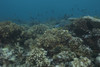 Healthy corals cover a reef in Beqa Lagoon, Fiji Poster Print - Item # VARPSTTMO400490U