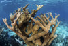A colony of elkhorn coral grows on a healthy reef in the Caribbean Sea. Poster Print - Item # VARPSTETH400860U