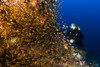Indonesia, Diver near reef; Komodo PosterPrint - Item # VARDPI1974066