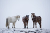 Icelandic Horses Standing In A Snowstorm; Iceland PosterPrint - Item # VARDPI2331931