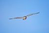 Short-eared Owl in flight, Prairie Ridge State Natural Area, Marion County, Illinois, USA Poster Print - Item # VARPPI169082