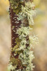 Moss growing on a birch tree trunk; Thunder Bay, Ontario, Canada PosterPrint - Item # VARDPI12273031
