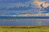 Zebras, Lake Manyara, Tanzania, Africa PosterPrint - Item # VARDPI1831572