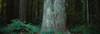 http://c328301.r1.cf1.rackcdn.com/PPI106466S.jpg