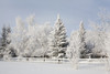 Trees Covered With Snow And Frost; Calgary, Alberta, Canada PosterPrint - Item # VARDPI1931541