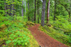 Trail To Proxy Falls In Willamette National Forest; Oregon, United States of America PosterPrint - Item # VARDPI1998577