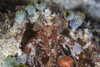 A mantis shrimp peers out of its lair on a reef in Indonesia. Mantis shrimp have the best eyesight known for any animal on Earth Poster Print - Item # VARPSTETH400734U
