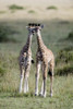 Masai giraffes (Giraffa camelopardalis tippelskirchi) in a forest  Masai Mara National Reserve  Kenya Poster Print by Panoramic Images (16 x 24) - Item # PPI119234