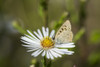 Copper Butterfly (Lycaenidae) seeks nectar from aster blossoms; Astoria, Oregon, United States of America PosterPrint - Item # VARDPI12284960