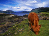 Highland Cattle, Scotland PosterPrint - Item # VARDPI1816743