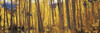 http://c328301.r1.cf1.rackcdn.com/PPI130985S.jpg