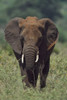 African Elephant, Africa PosterPrint - Item # VARDPI1865414