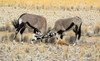 http://c328301.r1.cf1.rackcdn.com/PPI165272L.jpg