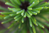 Close Up Of Water Droplets On The Tips Of A Shore Pine, Wrangell Island, Alaska PosterPrint - Item # VARDPI2174483