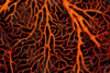 Papua New Guinea, Milne Bay, Orange Colored Sea Fan Close-Up B1969 PosterPrint - Item # VARDPI1998419