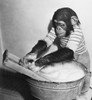 Close-up of a young chimpanzee washing a tray Poster Print - Item # VARSAL9901562