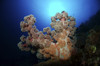 Dendronephthya soft coral, Acasta Reef, Indonesia. Poster Print - Item # VARPSTMME400043U