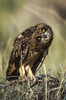 A Juvenile Short-Eared Owl (Asio Flammeus) Surveys The Scene; Idaho Falls, Idaho, United States Of America PosterPrint - Item # VARDPI2373757