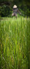 Worker On Rice Field; Ubud, Bali, Indonesia PosterPrint - Item # VARDPI2334688