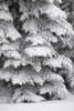 Snow Covered Evergreen Trees; Calgary, Alberta, Canada PosterPrint - Item # VARDPI1935946