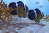 Two clownfish swim among the coral beds on an ocean reef Poster Print - Item # VARPSTCFR300072U