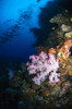 Soft coral seascape, Fiji Poster Print - Item # VARPSTTSW400045U