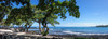Tree heliotrope on beach, Kukio Bay, Kailua Kona, Hawaii, USA Poster Print - Item # VARPPI169443