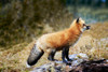 Red Fox On Rocks PosterPrint - Item # VARDPI1793383