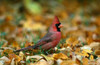 Male Cardinal Poster Print by Panoramic Images (19 x 12) - Item # PPI100058